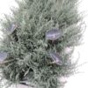 Olearia Lepidophylla Silveria