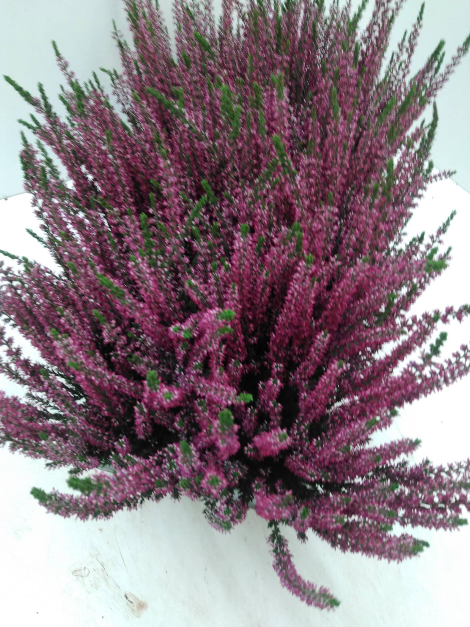 Calluna vulgaris Skyline Cologne