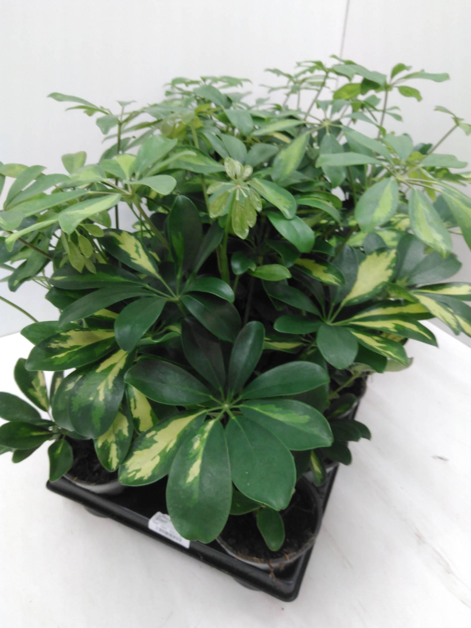 Schefflera arboricola 'Compacta'