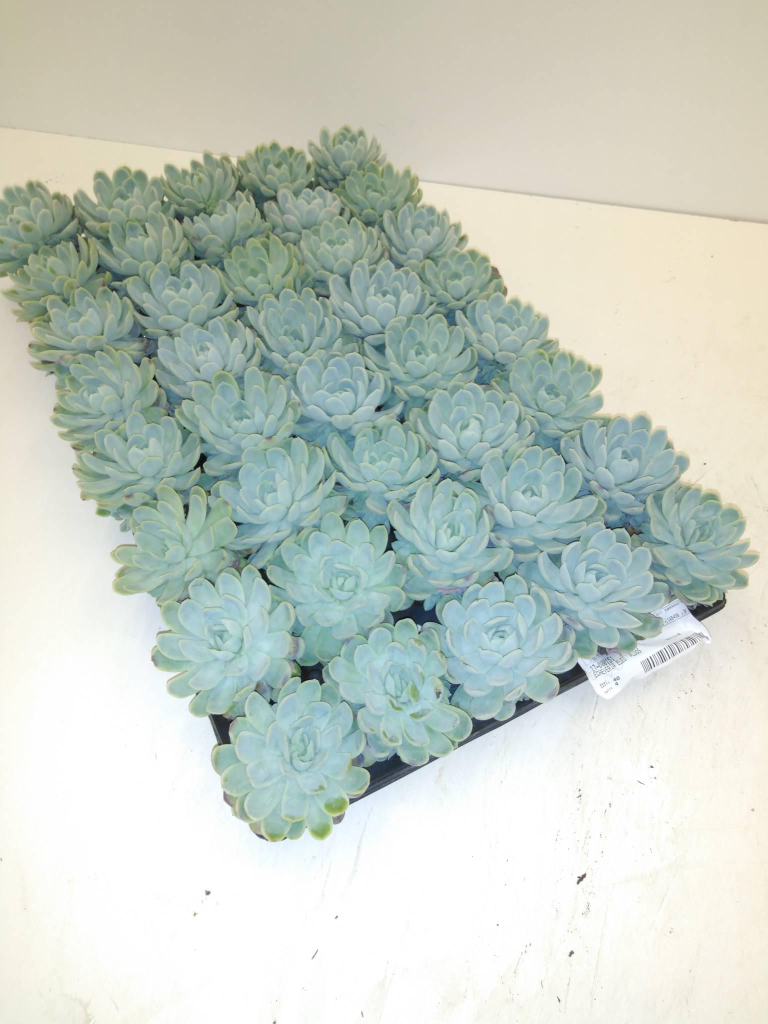 Echeveria Elegans