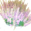 Erica x darleyensis overig