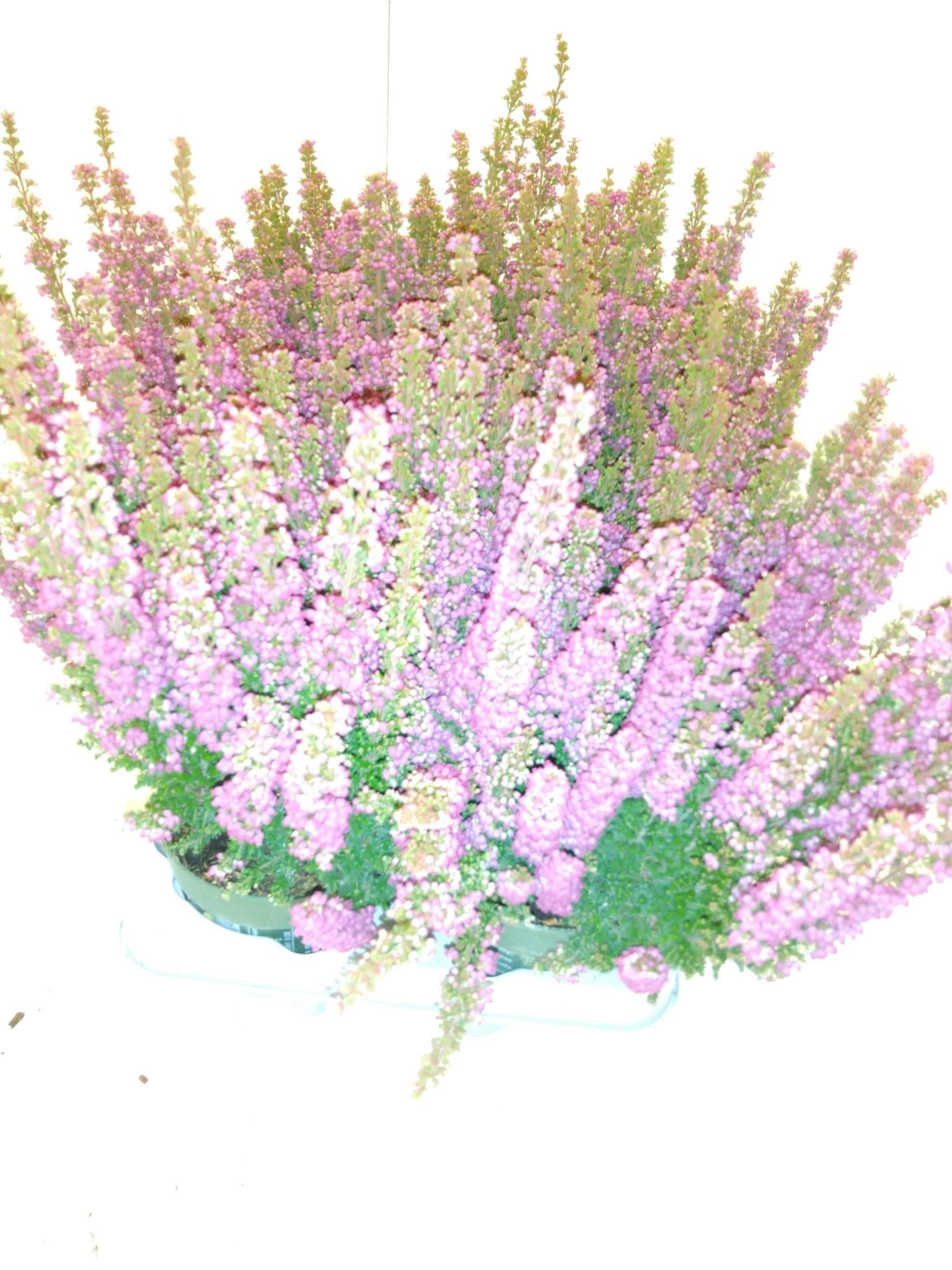 Erica x darleyensis overig
