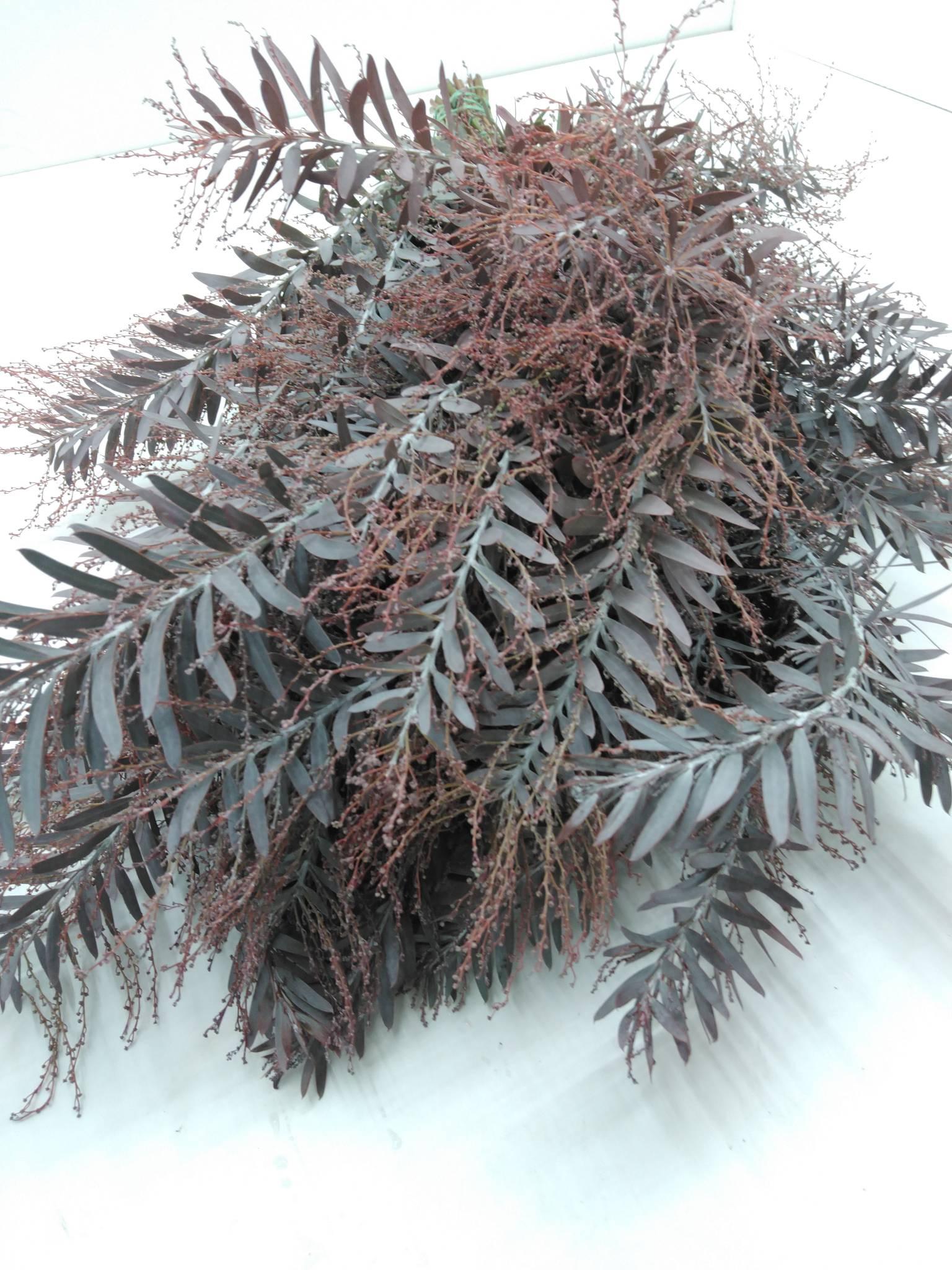 Mimosa Silver Moon