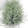 Calluna vulgaris Garden Girls Lioba