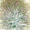 Calluna vulgaris Beauty Ladies Saskia