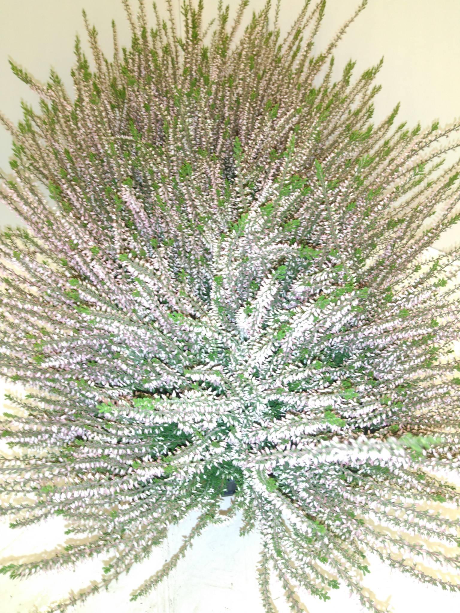 Calluna vulgaris Beauty Ladies Saskia