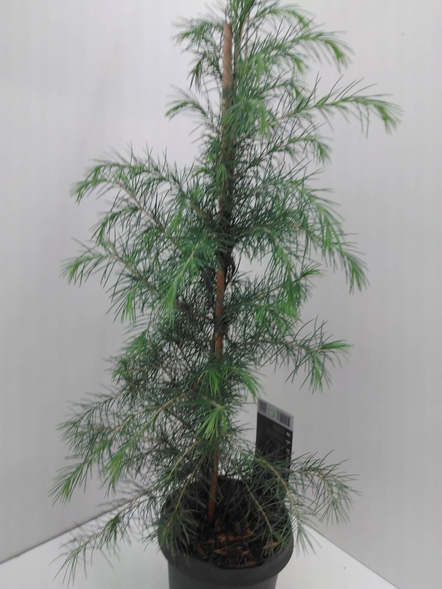 Cedrus deodara 'Pendula'