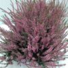 Calluna vulgaris Skyline Havanna