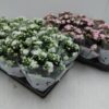 Kalanchoe enkel 'Isla'