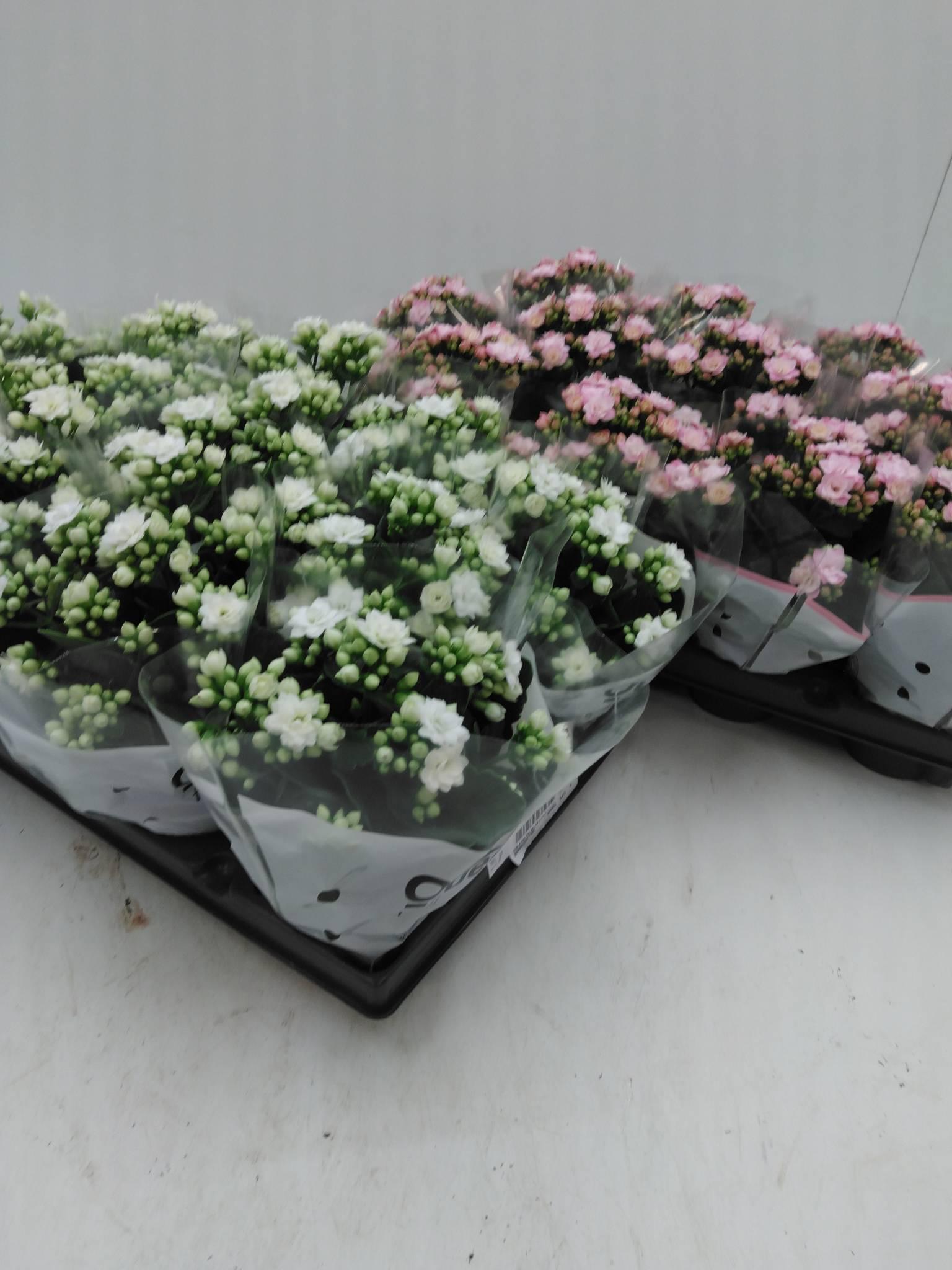 Kalanchoe enkel 'Isla'