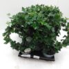 Hedera Helix Broget
