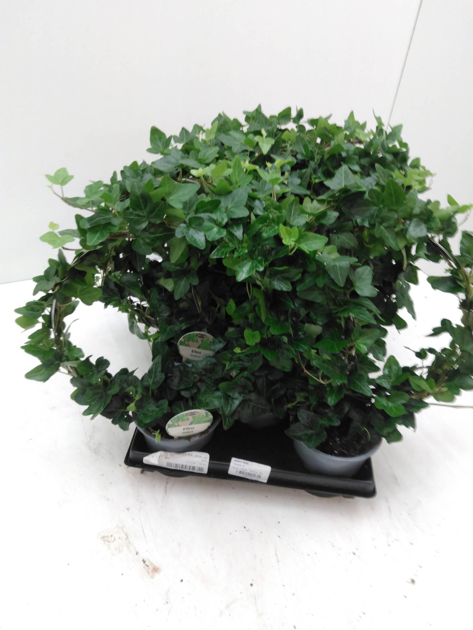 Hedera Helix Broget